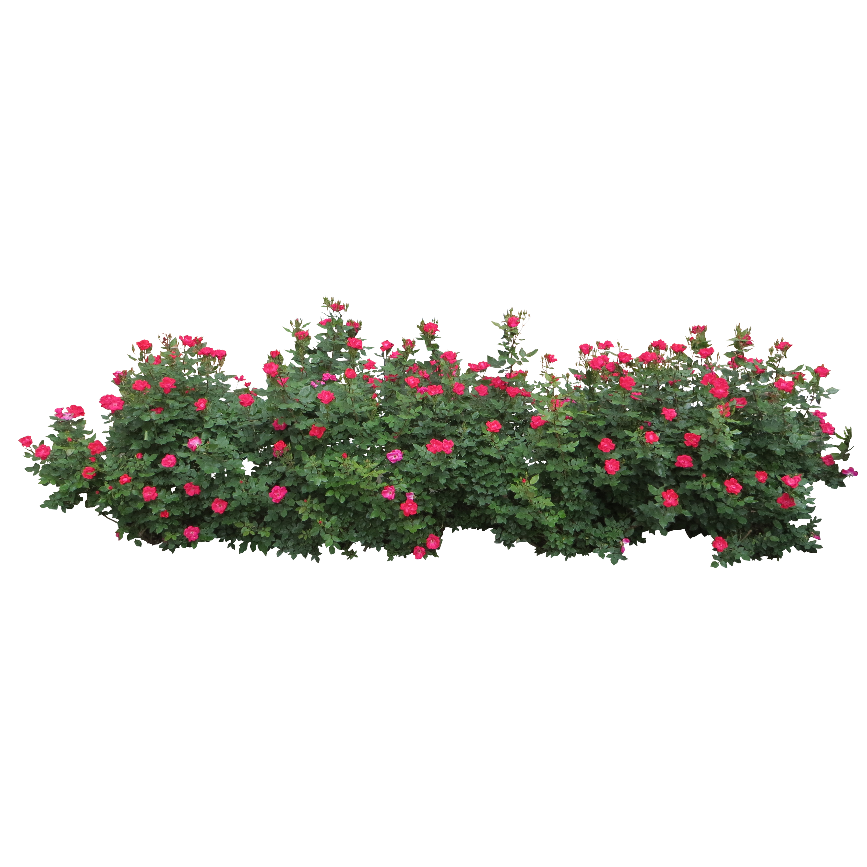 Centifolia roses shrub tree. Png images for photoshop