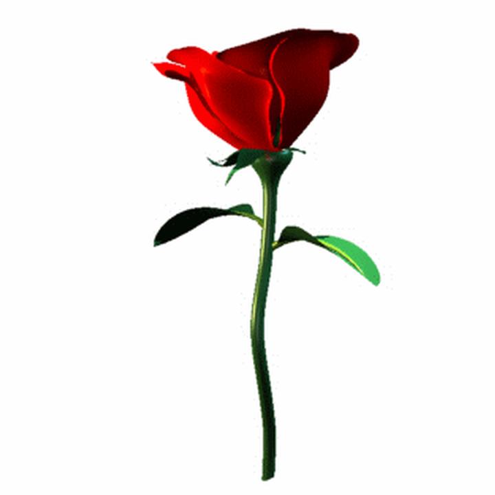 Clipart rose single. Free cliparts download clip