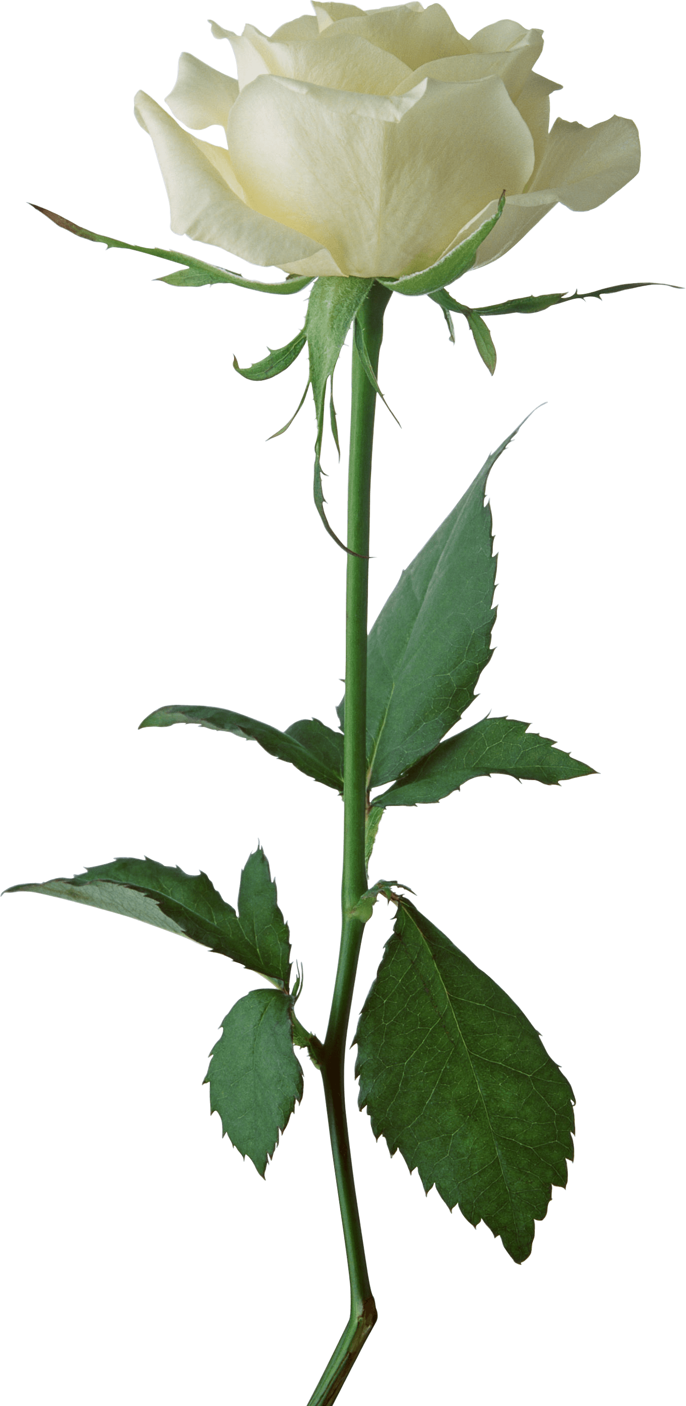 Red rose transparent stickpng. Single flower png