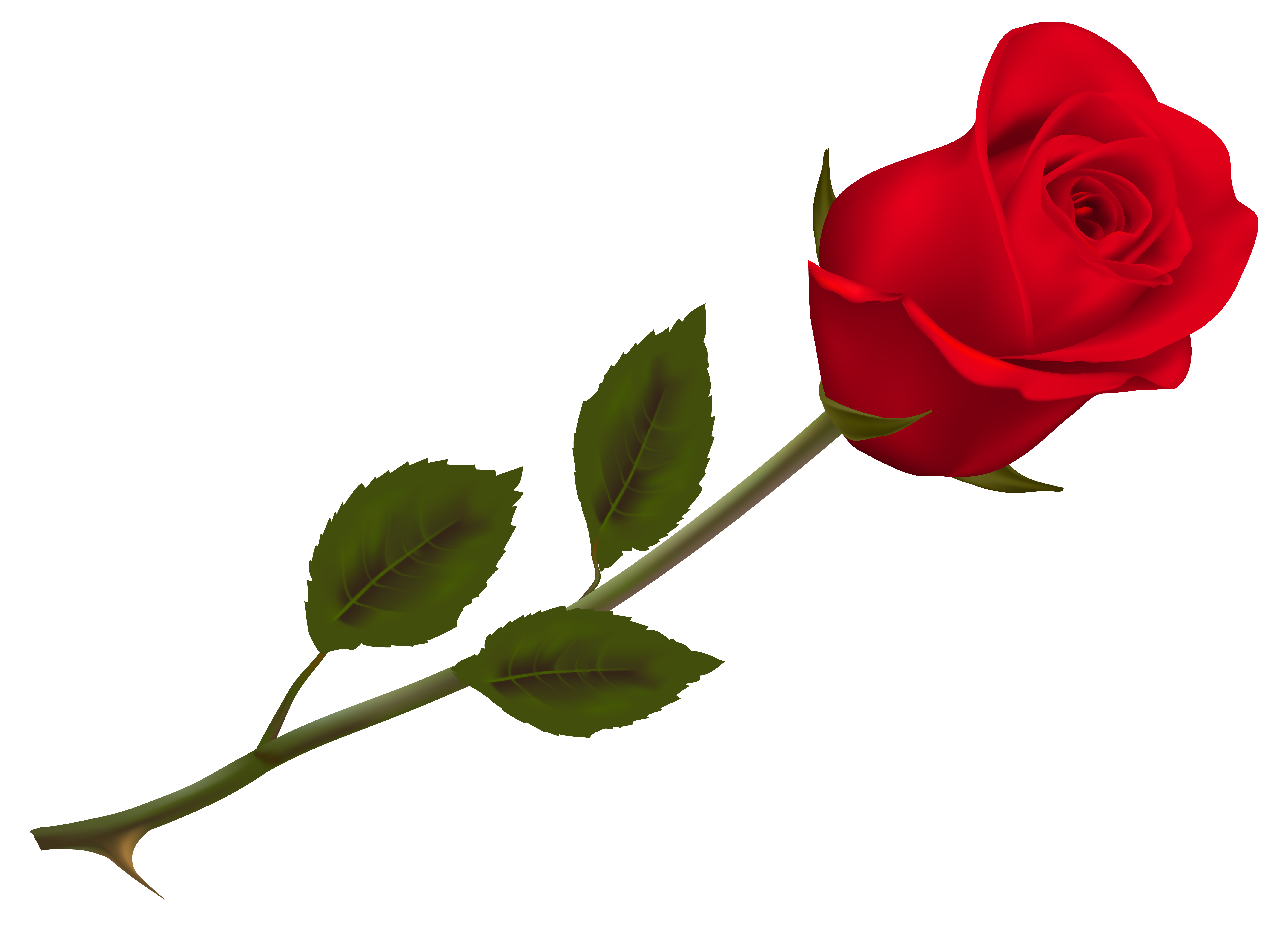 rose flower png