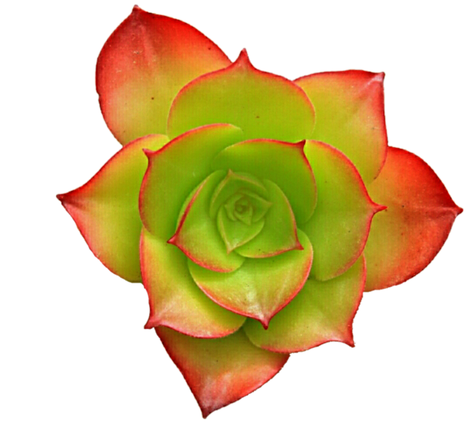 Clipart rose succulent. Coral and lime by