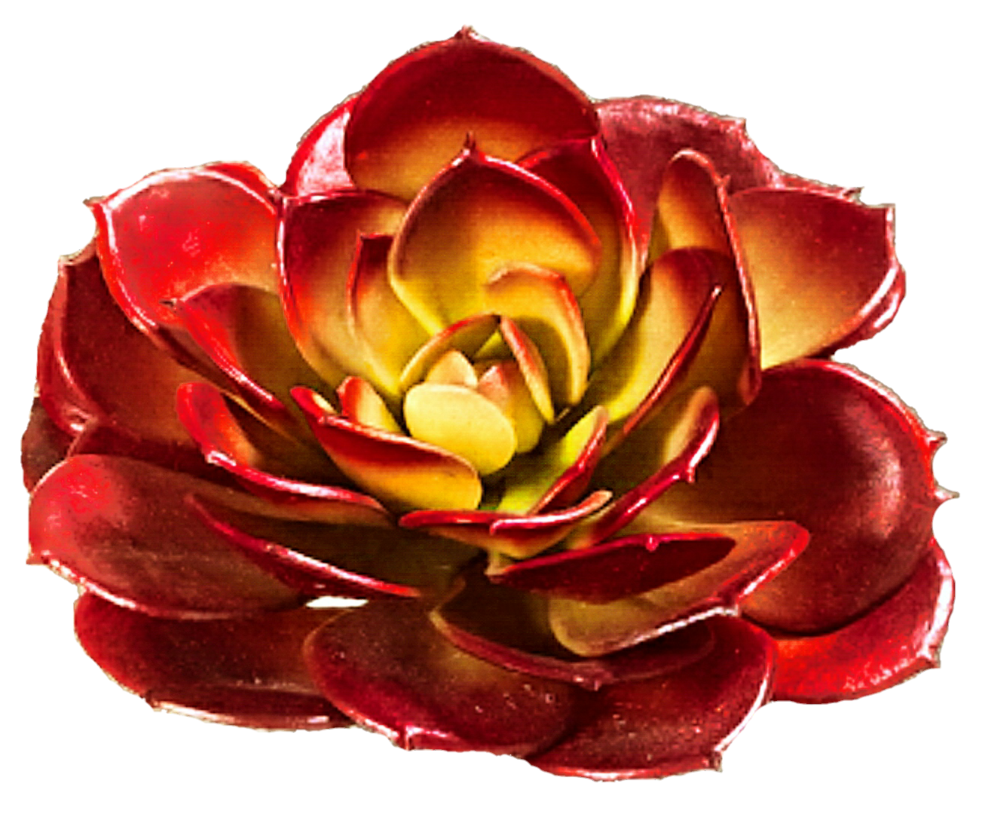 Clipart rose succulent. Red by jeanicebartzen on
