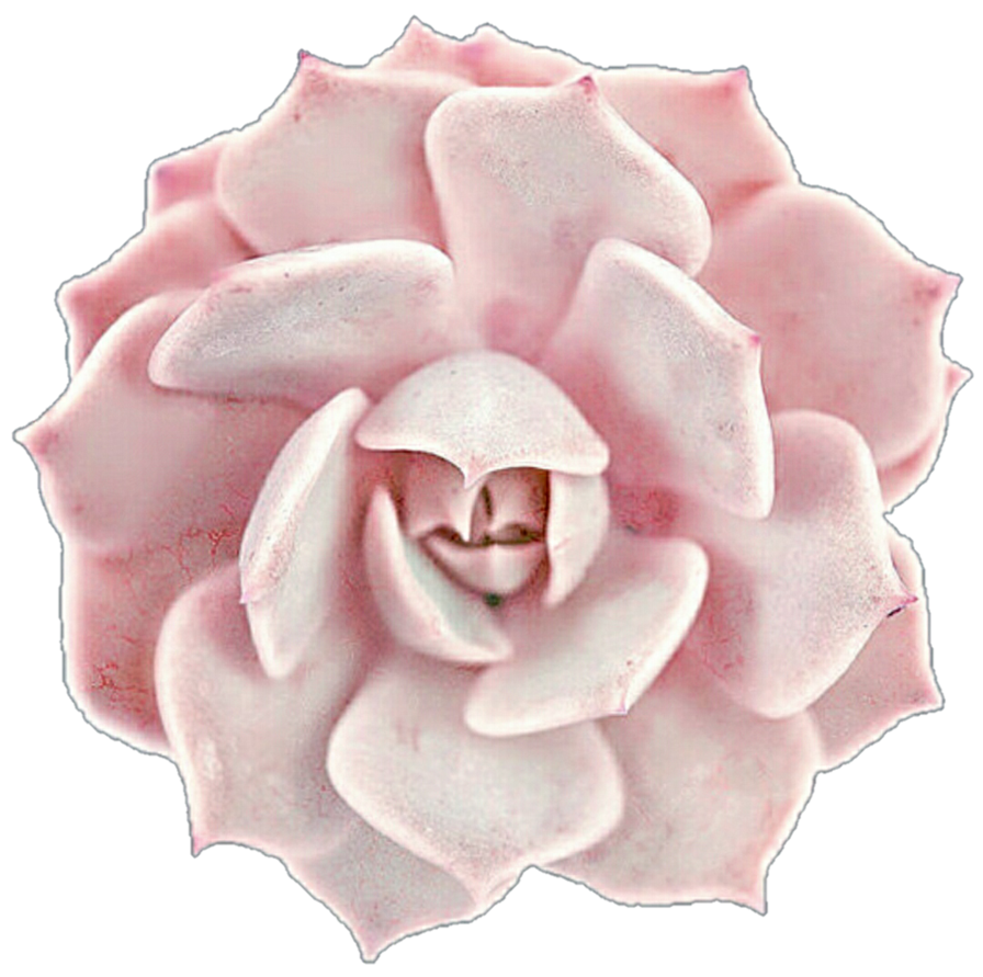 Clipart rose succulent. Creamy pink by jeanicebartzen