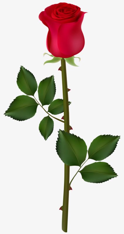 Clipart rose thorn. A with thorns download
