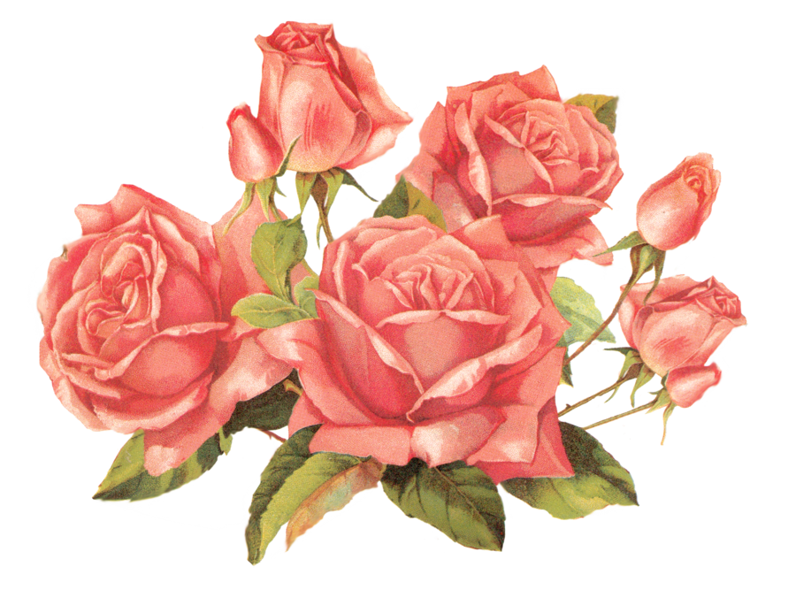 Rose pink by jinifur. Clipart roses vintage
