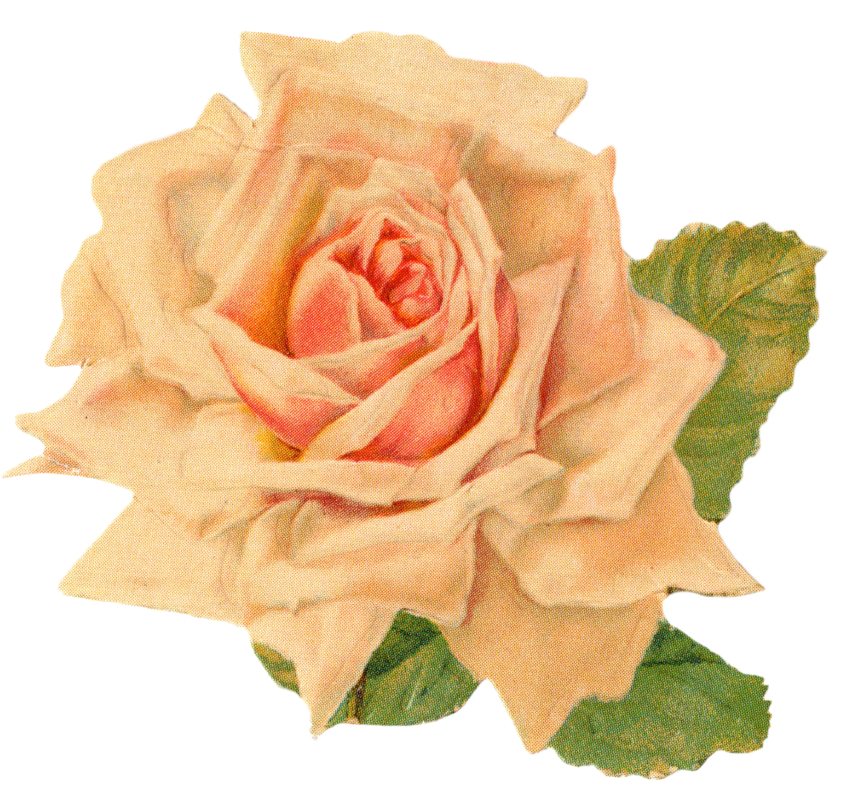 Beautiful clip art free. Clipart rose vintage