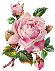 Clipart rose vintage.  best images in