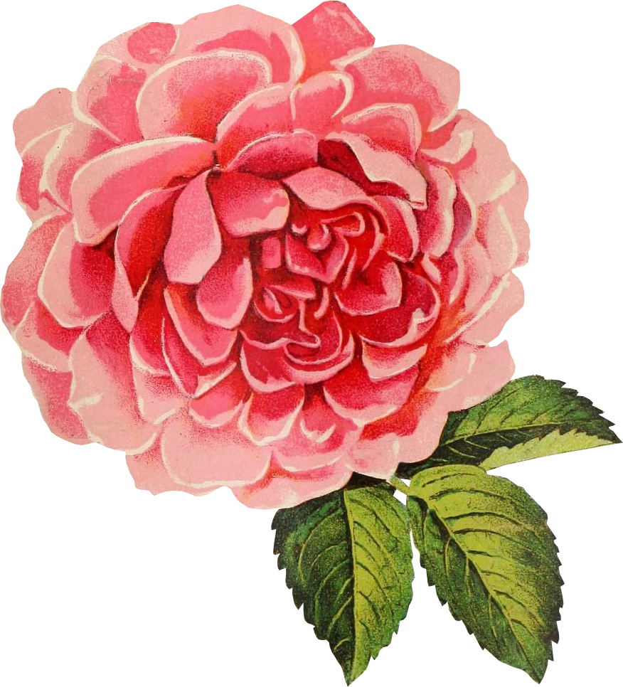 clipart rose vintage