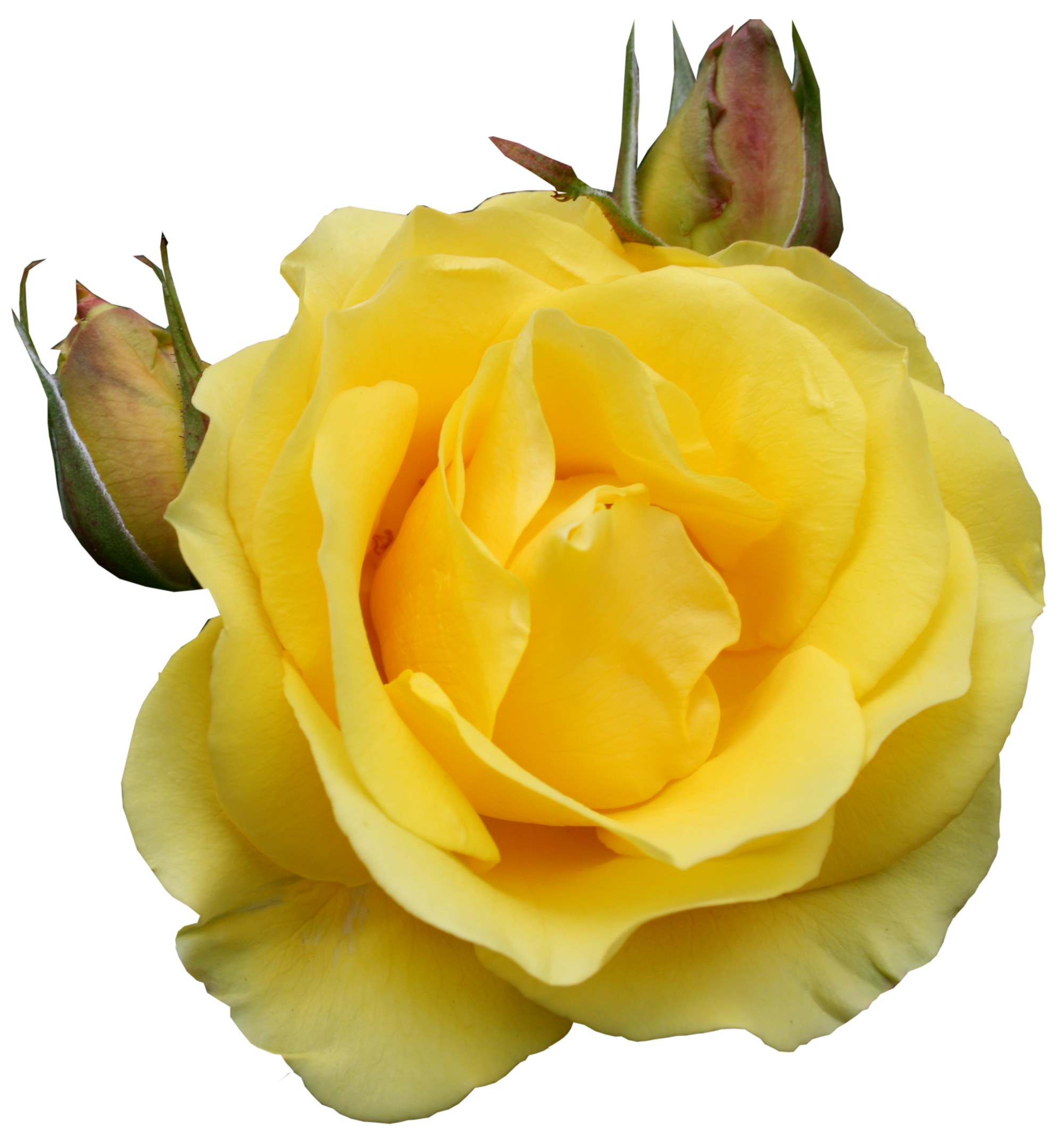 Png gallery yopriceville high. Clipart rose yellow rose