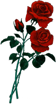 Clipart roses. Free rose images and