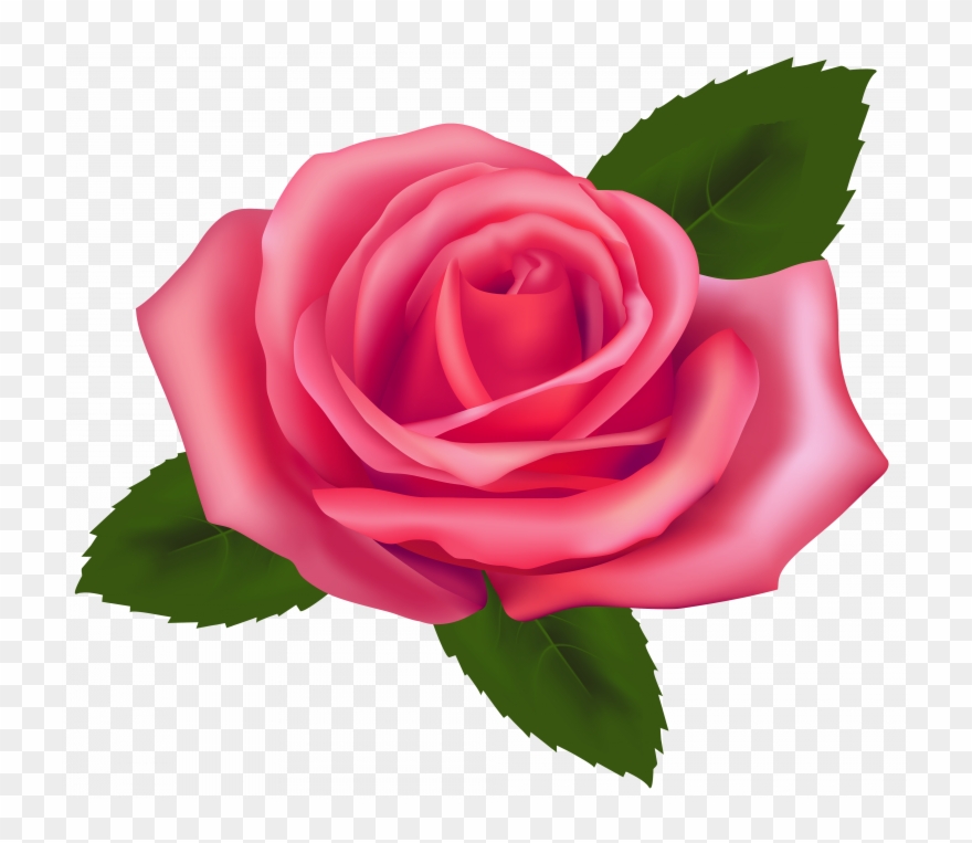 Clipart roses clip art. Download pink rose png