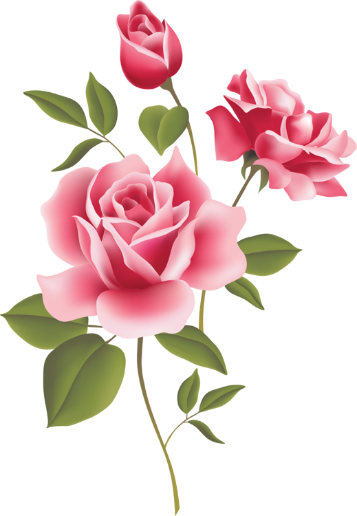 Clipart roses english rose. Web design development pinterest