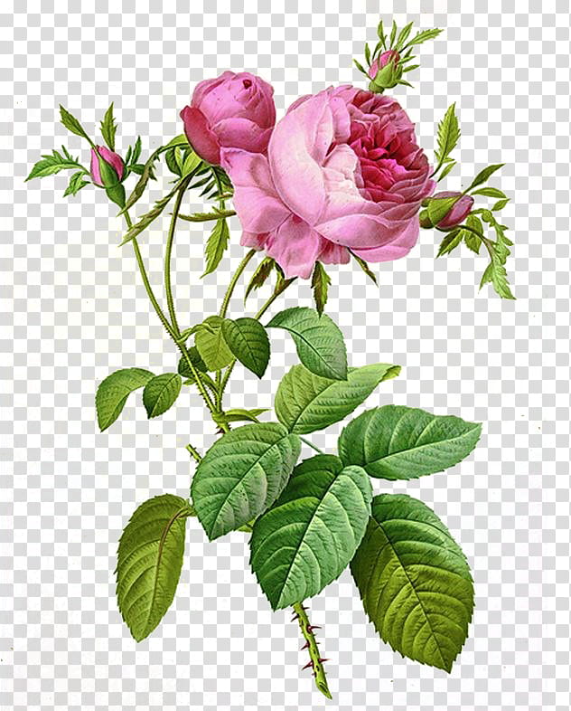 Clipart roses english rose. Pink flowers art transparent
