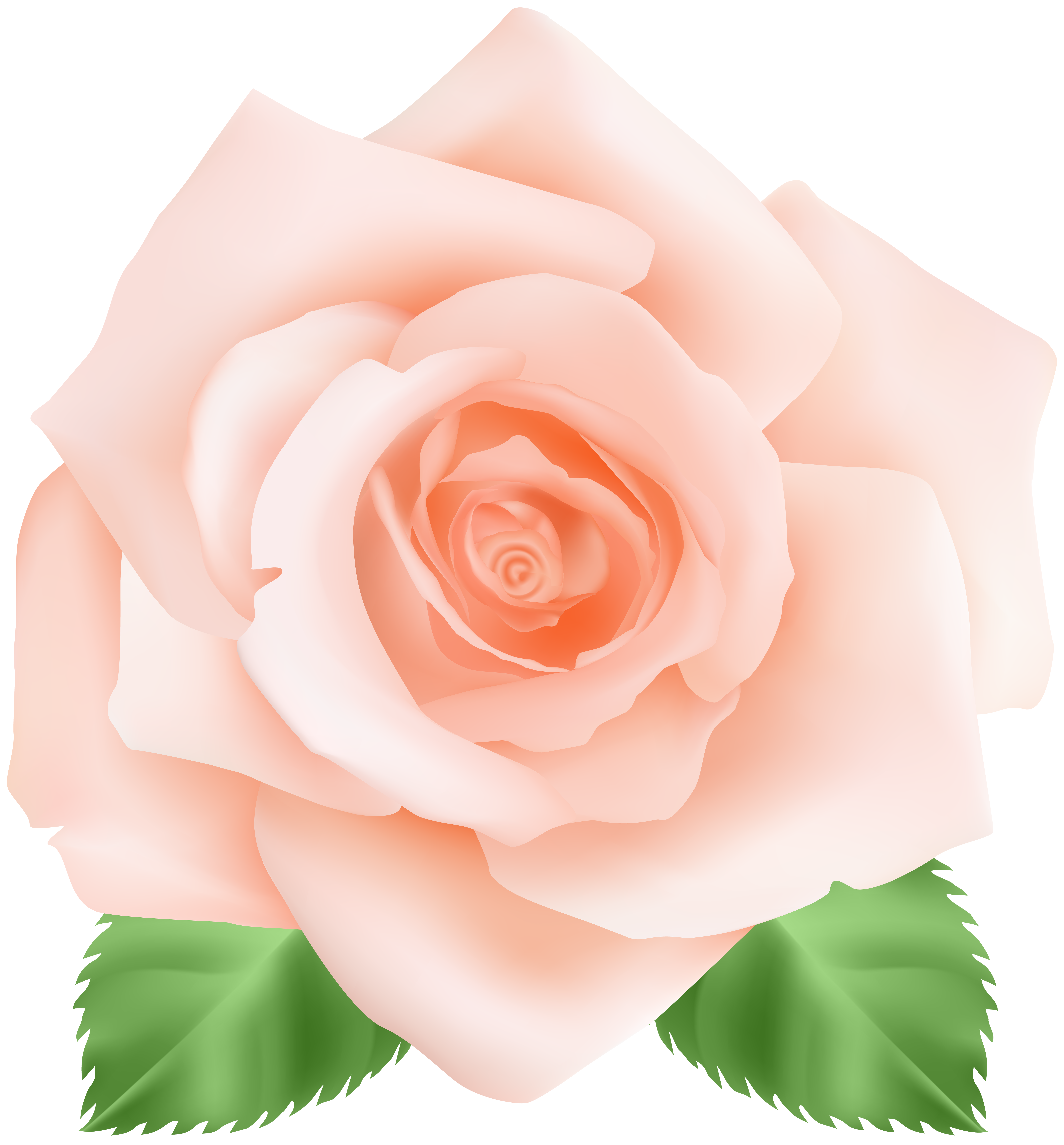 Garden centifolia pink floribunda. Clipart roses peach rose