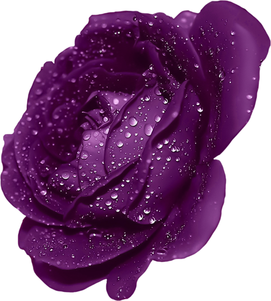 Rose with dew pinterest. Clipart roses purple