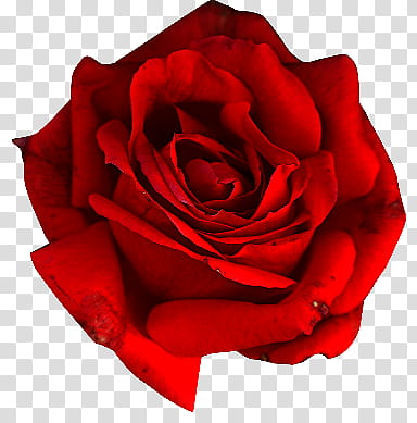Clipart roses red rose. Illustration transparent background png