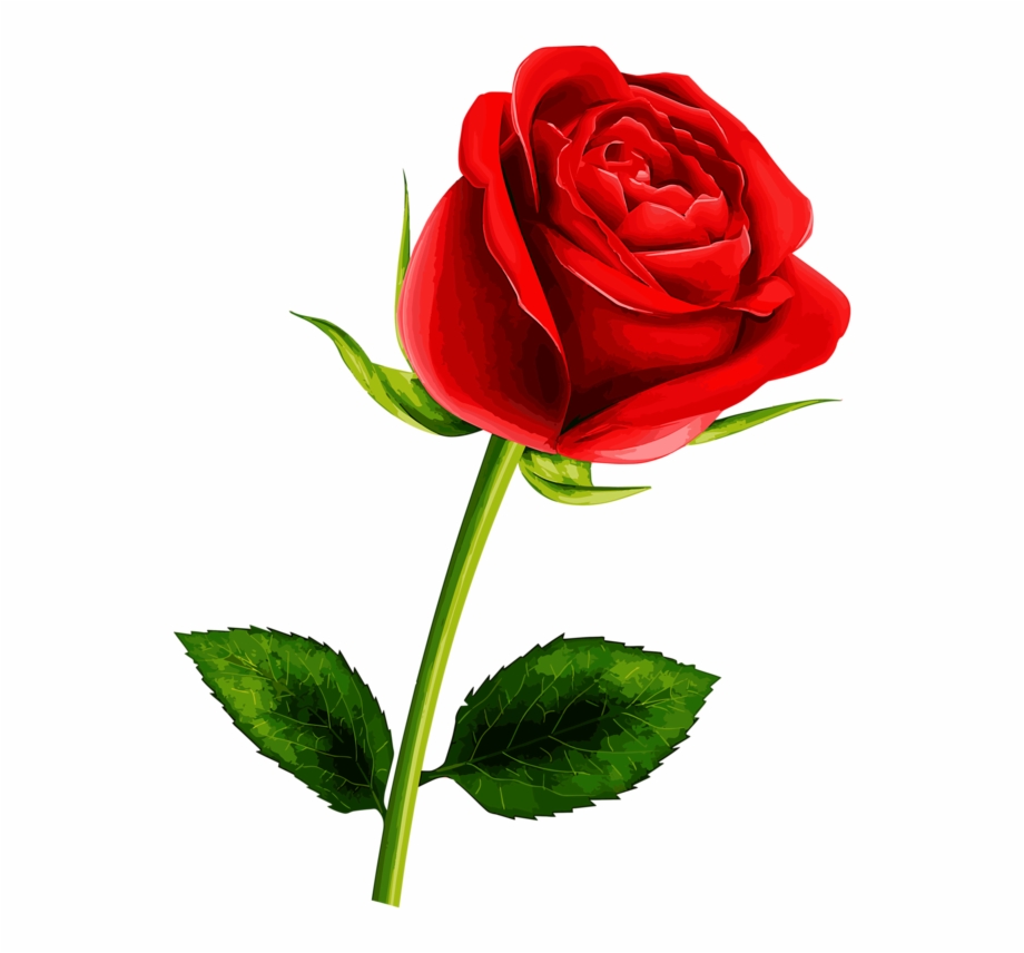 Clipart roses single. Soledad red flowers pretty