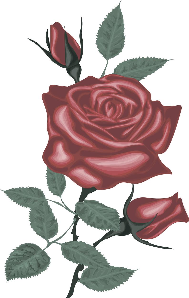 Red rose digital blossom. Clipart roses vector