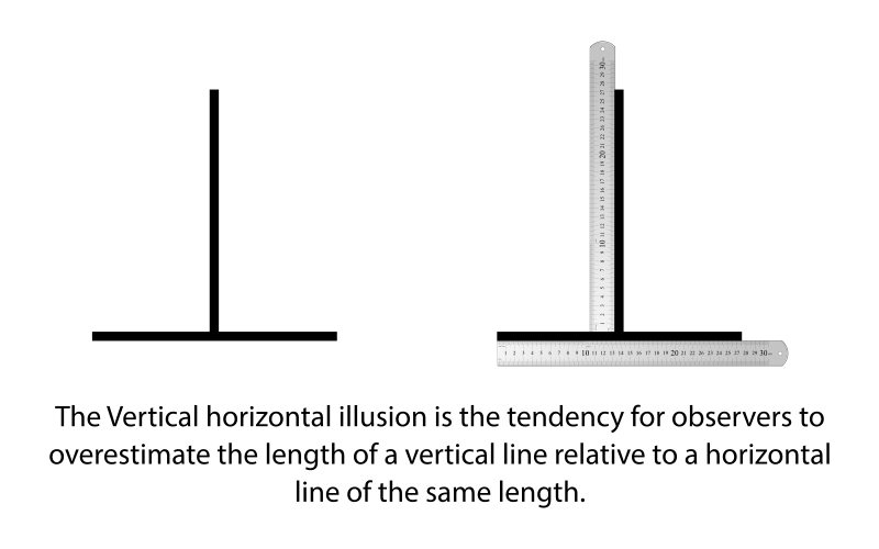 Vertical horiztonal illusion medium. Clipart ruler horizontal