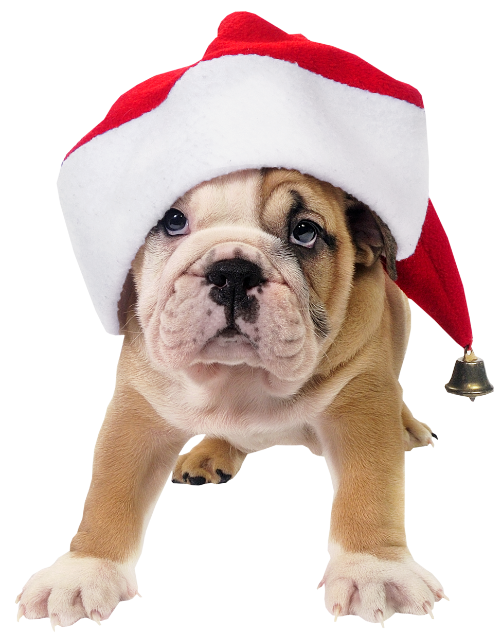 Clipart santa dog. Cute with hat transparent
