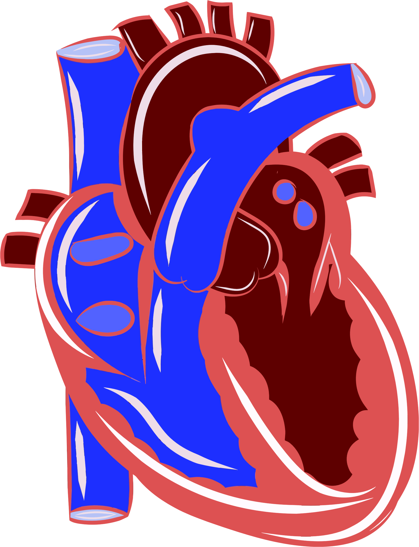 Clipart science colorful. Realistic heart illustration big