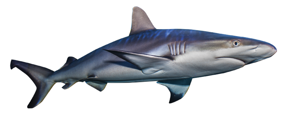 Shark basking shark