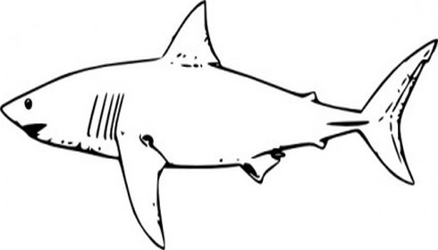 clipart shark black and white