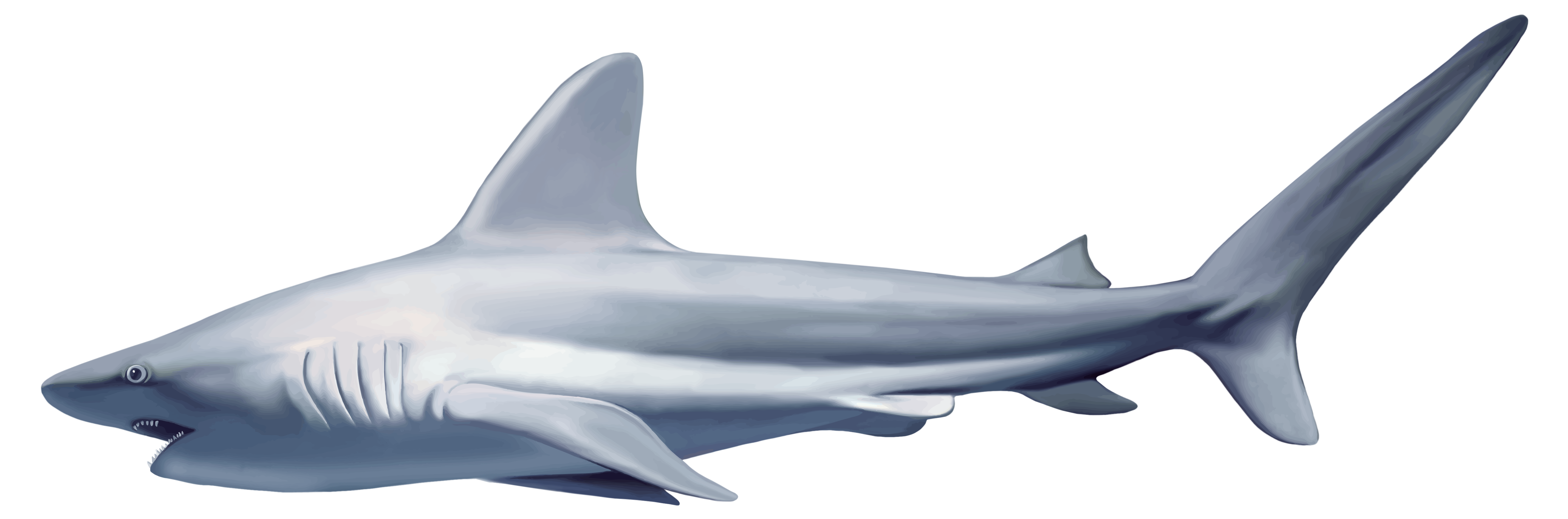 diving clipart swim with shark