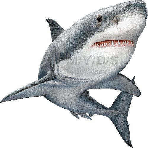 Clipart shark body. Great white sharks picture