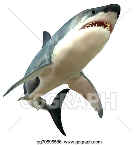 Great white stock illustration. Clipart shark body