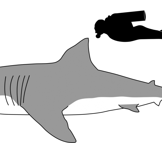 clipart shark cat