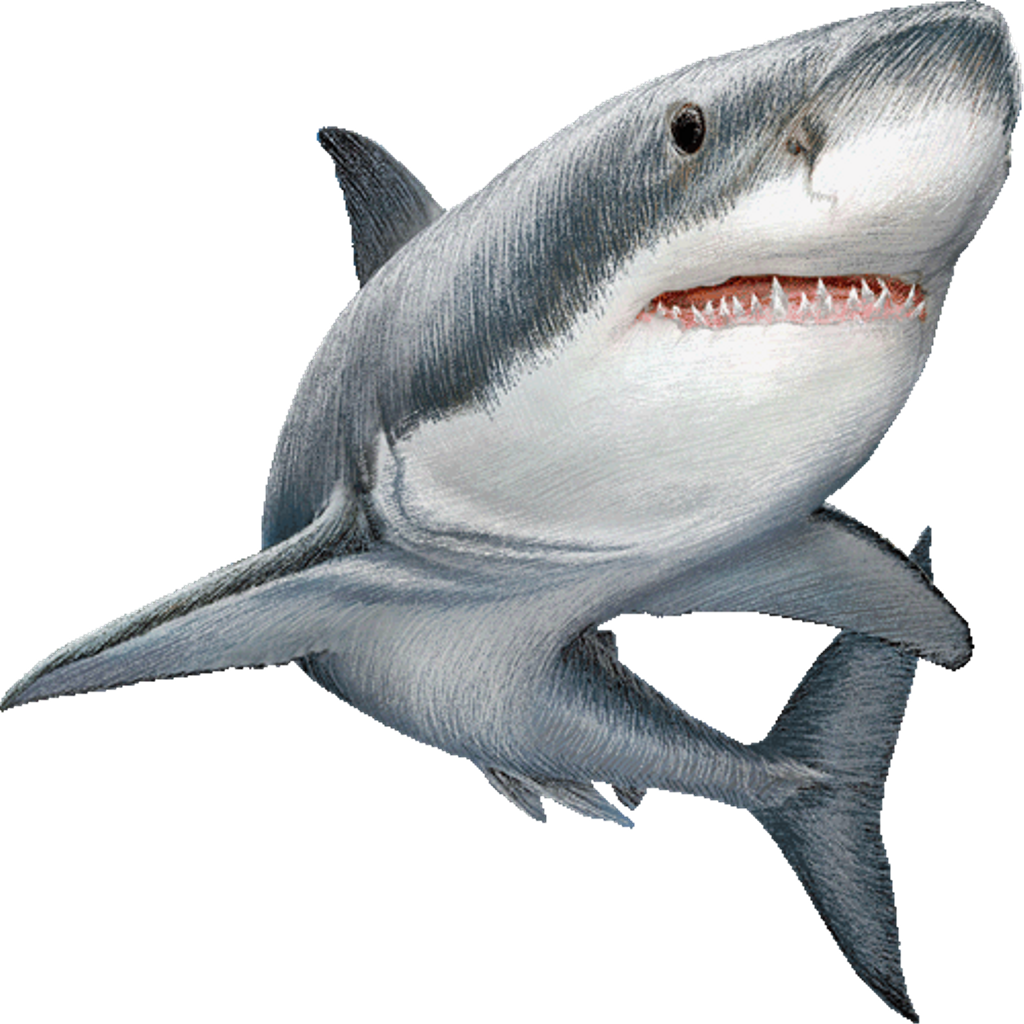 clipart shark gray shark