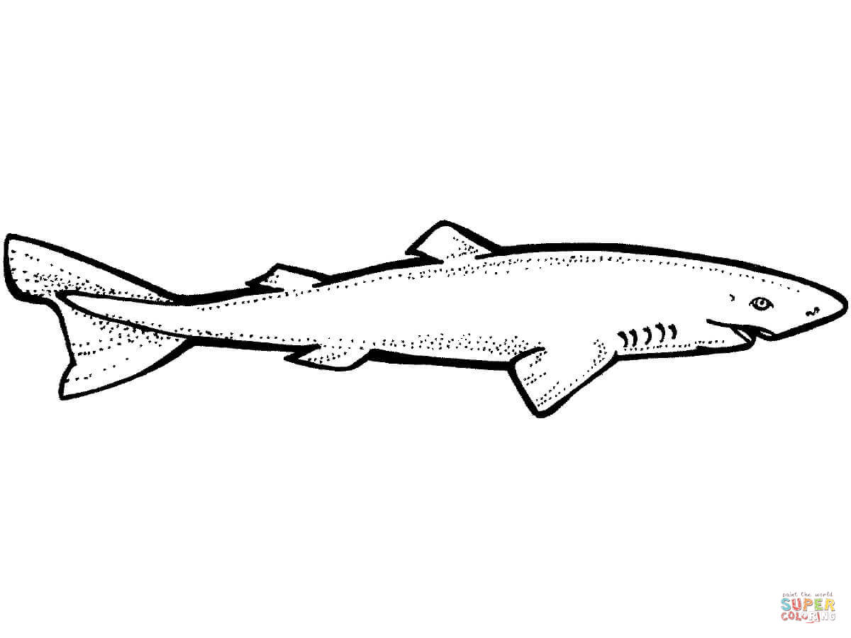 Зебровая акула раскраска