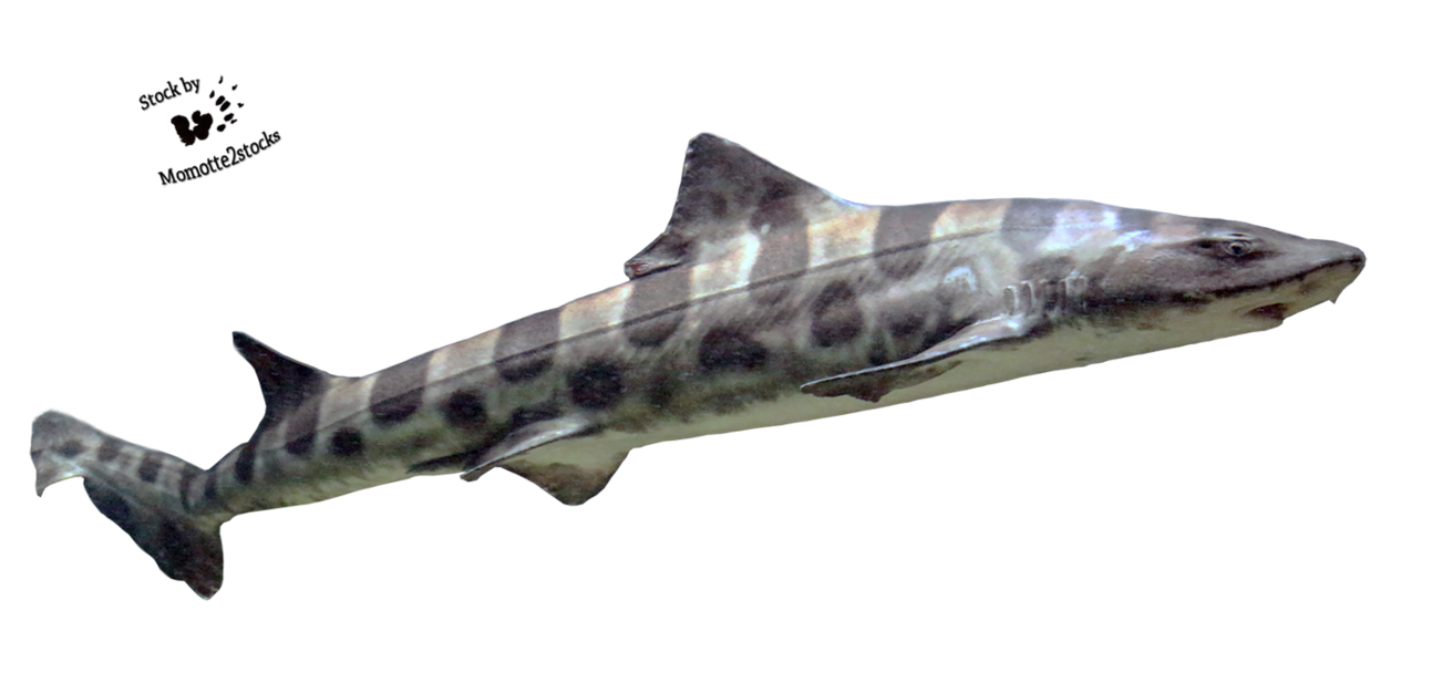 Clipart shark leopard shark, Clipart shark leopard shark Transparent