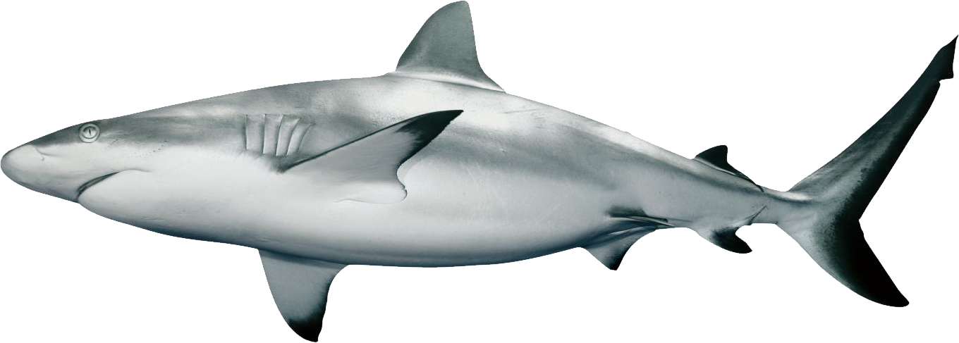 Png . Clipart shark mako shark