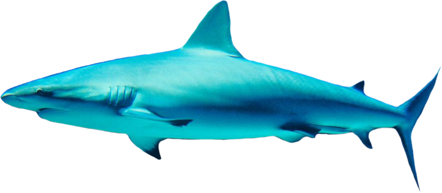 Clipart shark mako shark. Png 