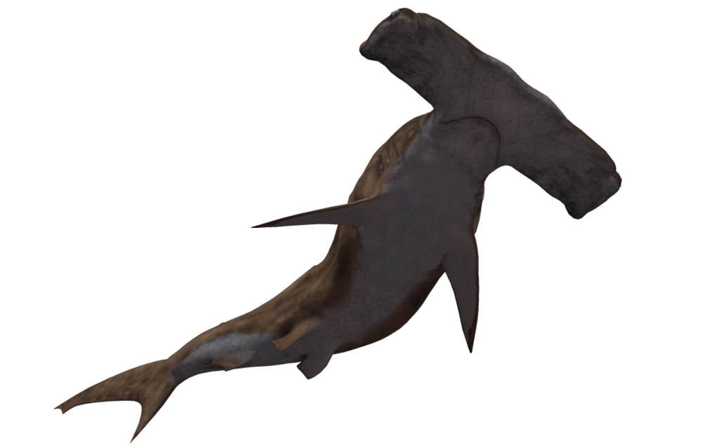 Hammerhead png hd transparent. Clipart shark mako shark