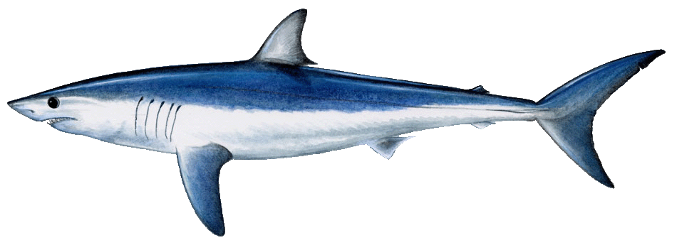 Clipart shark mako shark. Outline mon name shortfin