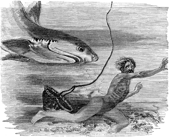 Etc . Clipart shark man