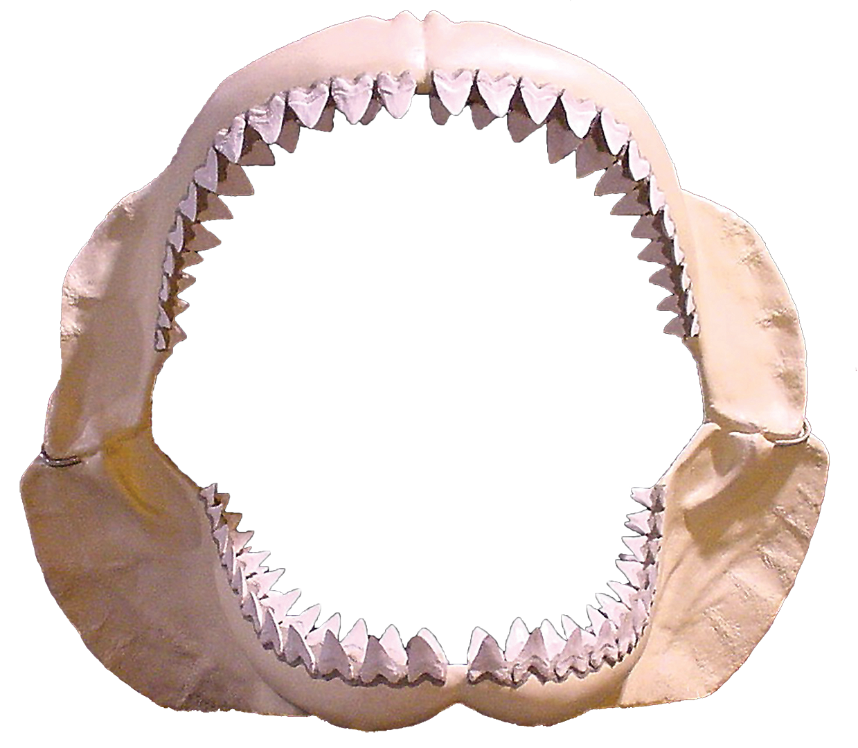 clipart shark megalodon shark