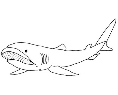 clipart shark megamouth shark