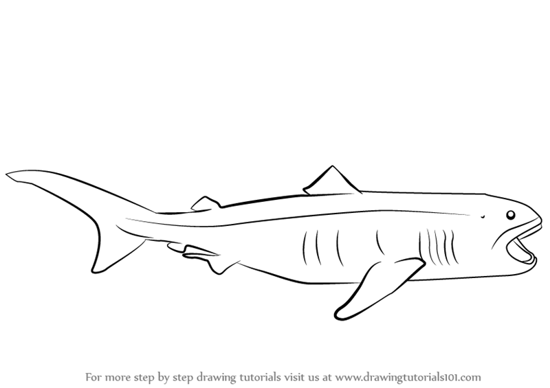 clipart shark megamouth shark