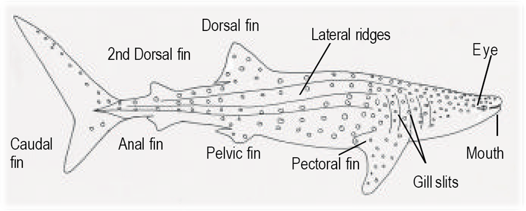 clipart shark muscular
