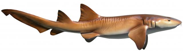 clipart shark nurse shark