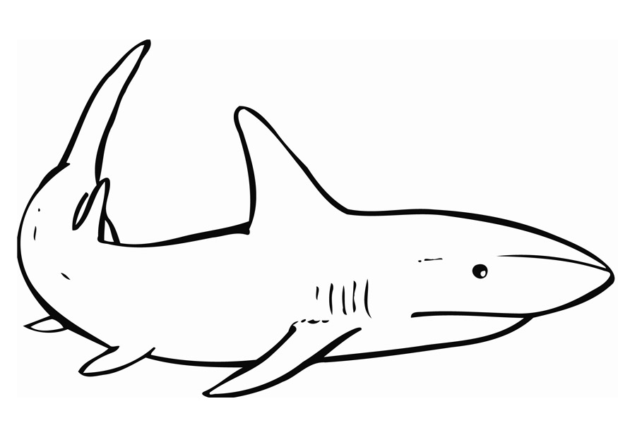 clipart shark printable