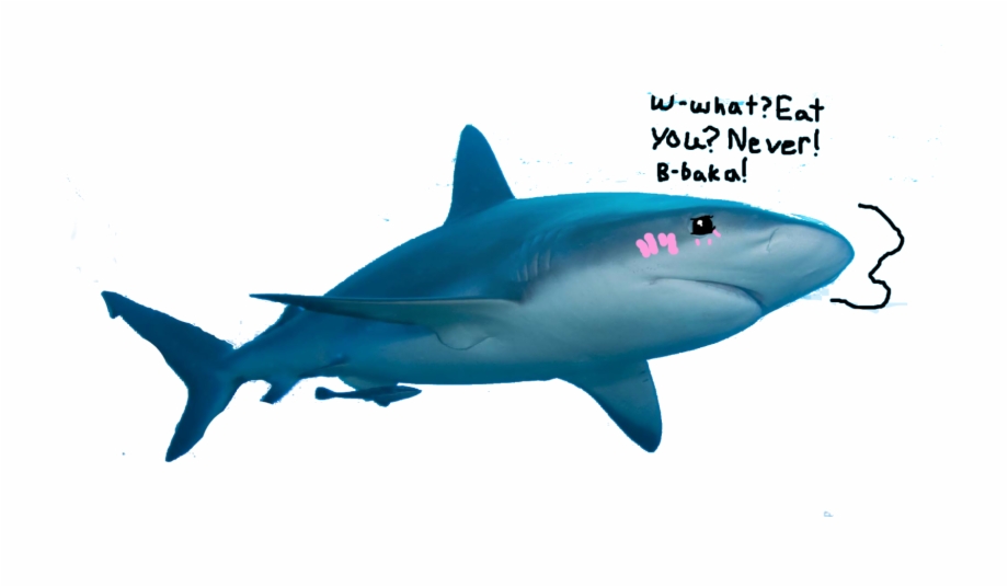 clipart shark realistic