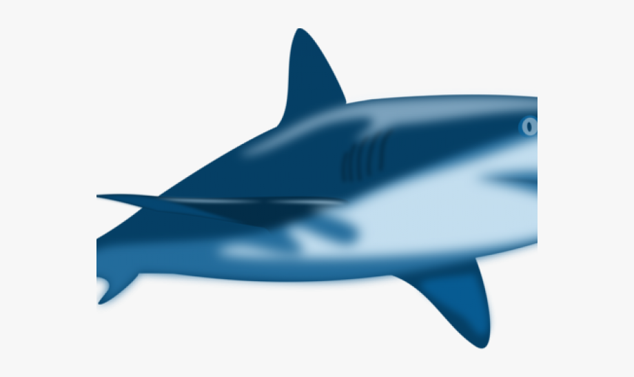 clipart shark reef shark