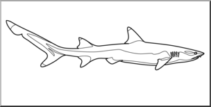 clipart shark reef shark