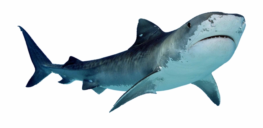 clipart shark sea creature