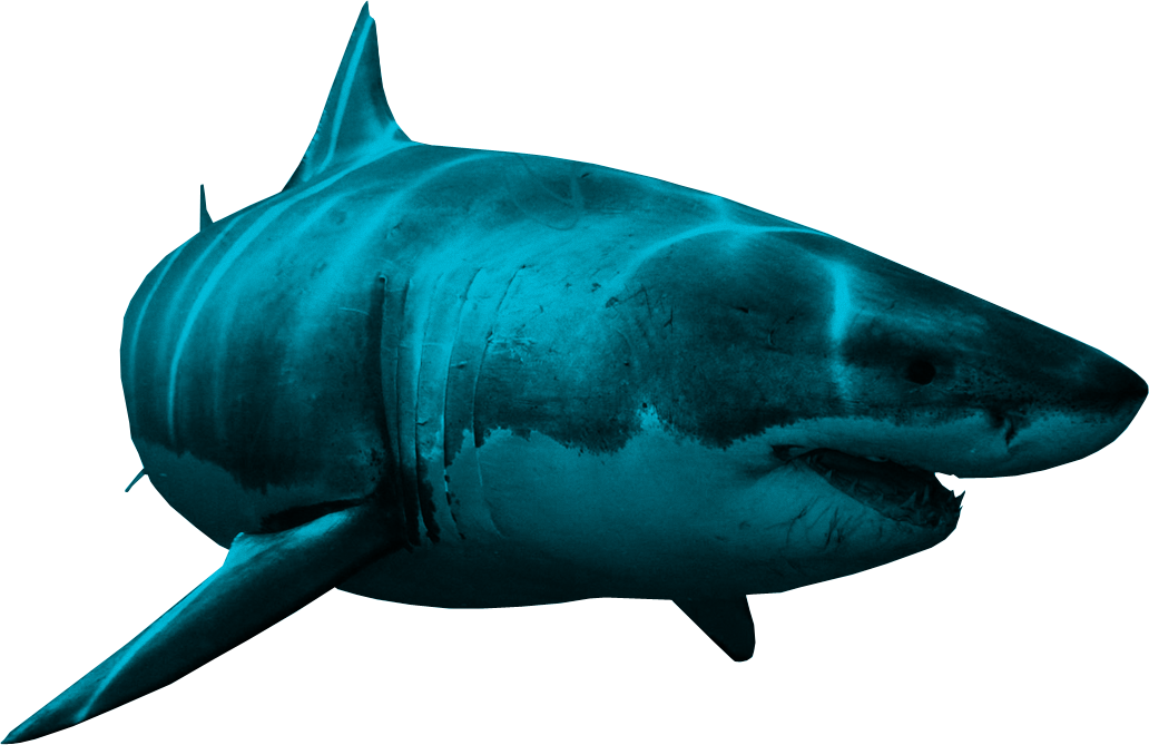 clipart shark side view